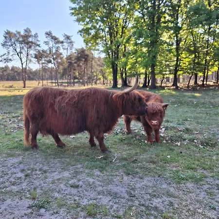 Mareza * Hattemerbroek